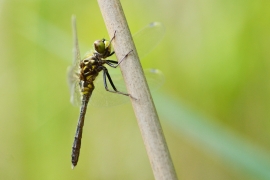 Leucorrhinia albifrons - Östliche Moosjungfer