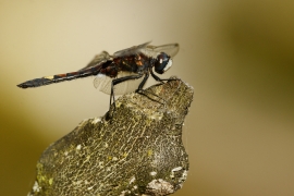 Leucorrhinia pectoralis - Große Moosjungfer