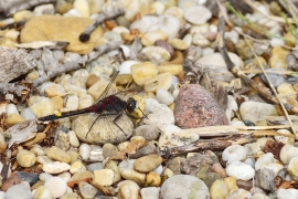 Leucorrhinia pectoralis - Große Moosjungfer