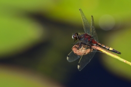 Leucorrhinia pectoralis - Große Moosjungfer