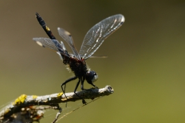 Leucorrhinia pectoralis - Große Moosjungfer