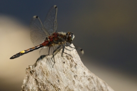 Leucorrhinia pectoralis - Große Moosjungfer