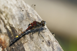 Leucorrhinia pectoralis - Große Moosjungfer