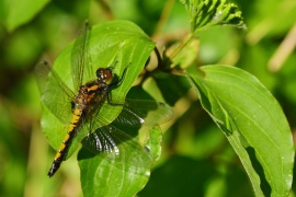 Leucorrhinia pectoralis - Große Moosjungfer