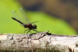 Leucorrhinia pectoralis - Große Moosjungfer