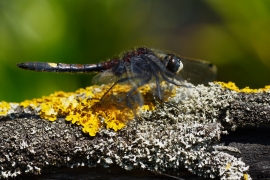 Leucorrhinia pectoralis - Große Moosjungfer