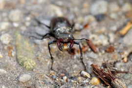 Hirschkäfer - Lucanus cervus