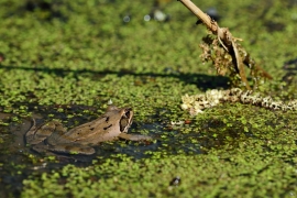 Moorfrosch