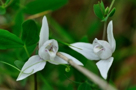 Codonorchis lessonii