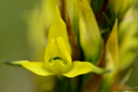 Gavilea lutea