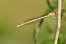 Platycnemis pennipes - Blaue Federlibelle