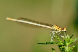 Platycnemis pennipes - Blaue Federlibelle