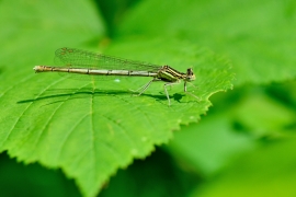 Platycnemis pennipes - Blaue Federlibelle