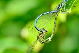 Platycnemis pennipes - Blaue Federlibelle