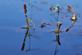 Platycnemis pennipes - Blaue Federlibelle