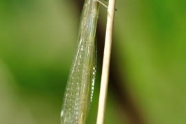 Platycnemis pennipes - Blaue Federlibelle