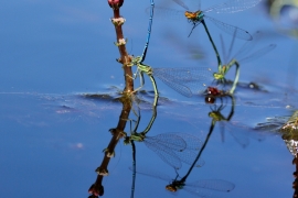 Platycnemis pennipes - Blaue Federlibelle