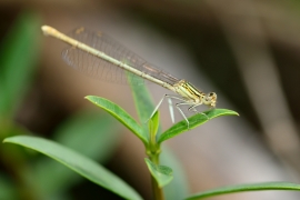 Platycnemis pennipes - Blaue Federlibelle