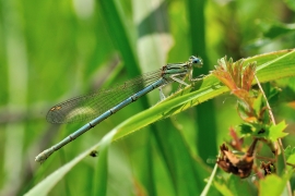 Platycnemis pennipes - Blaue Federlibelle