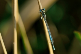 Platycnemis pennipes - Blaue Federlibelle