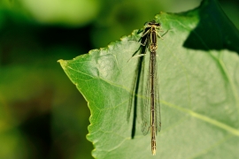 Platycnemis pennipes - Blaue Federlibelle