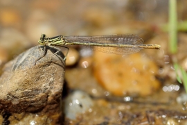 Platycnemis pennipes - Blaue Federlibelle