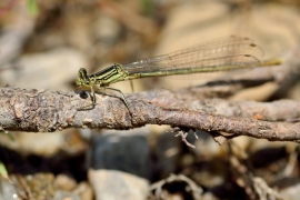 Platycnemis pennipes - Blaue Federlibelle