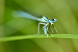 Platycnemis pennipes - Blaue Federlibelle