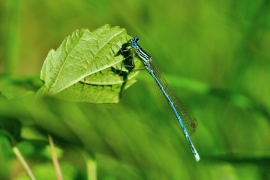 Platycnemis pennipes - Blaue Federlibelle