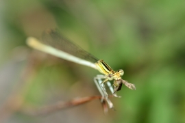 Platycnemis pennipes - Blaue Federlibelle