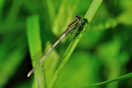 Platycnemis pennipes - Blaue Federlibelle