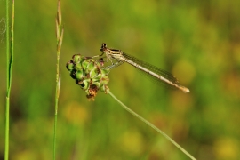 Platycnemis pennipes - Blaue Federlibelle