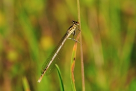 Platycnemis pennipes - Blaue Federlibelle