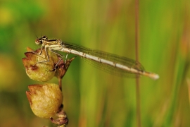 Platycnemis pennipes - Blaue Federlibelle