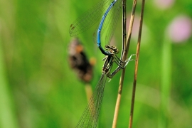 Platycnemis pennipes - Blaue Federlibelle