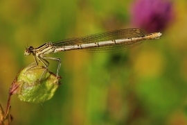 Platycnemis pennipes - Blaue Federlibelle