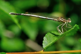 Platycnemis pennipes - Blaue Federlibelle