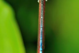 Platycnemis pennipes - Blaue Federlibelle