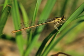 Platycnemis pennipes - Blaue Federlibelle