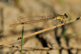 Platycnemis pennipes - Blaue Federlibelle