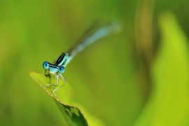 Platycnemis pennipes - Blaue Federlibelle