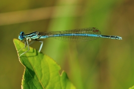 Platycnemis pennipes - Blaue Federlibelle