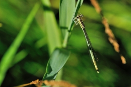 Platycnemis pennipes - Blaue Federlibelle