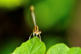 Platycnemis pennipes - Blaue Federlibelle