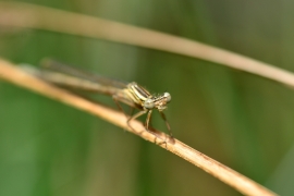 Platycnemis pennipes - Blaue Federlibelle