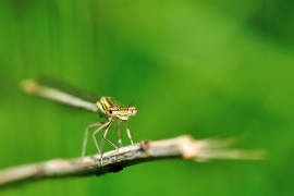 Platycnemis pennipes - Blaue Federlibelle