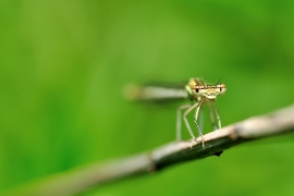 Platycnemis pennipes - Blaue Federlibelle