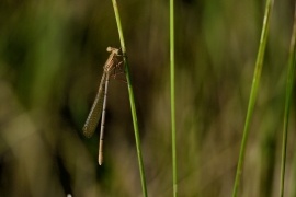 Platycnemis pennipes - Blaue Federlibelle