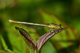 Platycnemis pennipes - Blaue Federlibelle