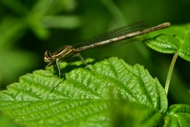 Platycnemis pennipes - Blaue Federlibelle